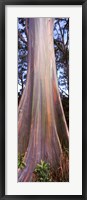 Framed Rainbow eucalyptus (Eucalyptus deglupta) tree, Hana Highway, Maui, Hawaii, USA