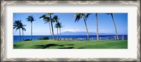 Framed Palm trees at the coast, Ritz Carlton Hotel, Kapalua, Molokai, Maui, Hawaii, USA