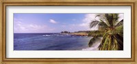 Framed Palm tree on the beach, Hamoa Beach, Hana, Maui, Hawaii, USA