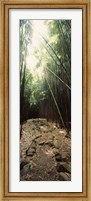 Framed Stone path through a Bamboo forest, Oheo Gulch, Seven Sacred Pools, Hana, Maui, Hawaii, USA