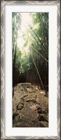 Framed Stone path through a Bamboo forest, Oheo Gulch, Seven Sacred Pools, Hana, Maui, Hawaii, USA
