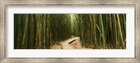 Framed Wooden path surrounded by bamboo, Oheo Gulch, Seven Sacred Pools, Hana, Maui, Hawaii, USA