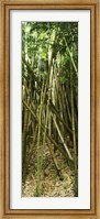 Framed Bamboo stems, Oheo Gulch, Seven Sacred Pools, Hana, Maui, Hawaii, USA