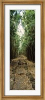 Framed Opening to the sky in a Bamboo forest, Oheo Gulch, Seven Sacred Pools, Hana, Maui, Hawaii, USA