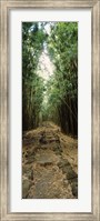 Framed Opening to the sky in a Bamboo forest, Oheo Gulch, Seven Sacred Pools, Hana, Maui, Hawaii, USA