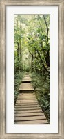 Framed Stepped path surronded by Bamboo shoots, Oheo Gulch, Seven Sacred Pools, Hana, Maui, Hawaii, USA