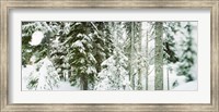 Framed Snow covered evergreen trees at Stevens Pass, Washington State