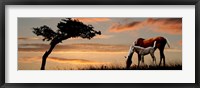 Framed Horse mare and a foal grazing by tree at sunset