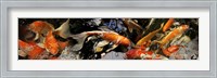 Framed Koi carp