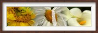 Framed Yellow and white flowers