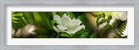 Framed Fern with magnolia