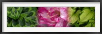 Framed Leaves and pink flowers