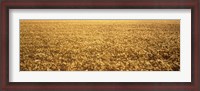 Framed Panorama of amber waves of grain, wheat field in Provence-Alpes-Cote D'Azur, France