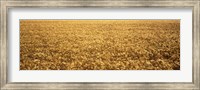 Framed Panorama of amber waves of grain, wheat field in Provence-Alpes-Cote D'Azur, France