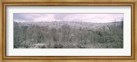 Framed Snow covered forest, Kentucky, USA