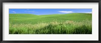 Framed Rolling green hill, Palouse, Whitman County, Washington State, USA