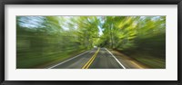 Framed Treelined road viewed from a moving vehicle