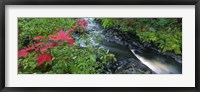 Framed River flowing through a forest, Black River, Upper Peninsula, Michigan (horizontal)
