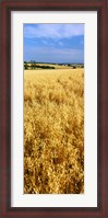 Framed Wheat crop in a field, Willamette Valley, Oregon, USA