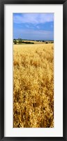 Framed Wheat crop in a field, Willamette Valley, Oregon, USA