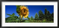 Framed Close up of a sunflower in a field, Hood River, Oregon