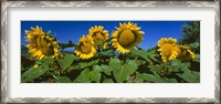 Framed Panache Starburst sunflowers in a field, Hood River, Oregon