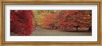 Framed Autumn trees in Westonbirt Arboretum, Gloucestershire, England