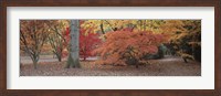 Framed Fall trees and leaves, Gloucestershire, England
