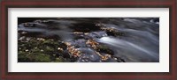 Framed Close-up of Dart River and fallen leaves, Dartmoor, Devon, England