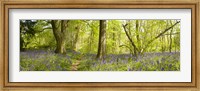 Framed Trees in a forest, Thursford Wood, Norfolk, England