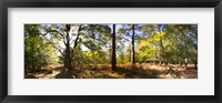 Framed Trees in autumn at sunset, New Forest, Hampshire, England