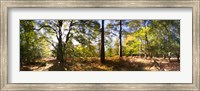 Framed Trees in autumn at sunset, New Forest, Hampshire, England