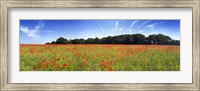 Framed Poppies in a field, Norfolk, England