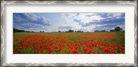 Framed Close Up of Red Poppies in a field, Norfolk, England