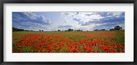 Framed Close Up of Red Poppies in a field, Norfolk, England