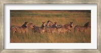 Framed Burchell's zebras (Equus quagga burchellii) in a forest, Masai Mara National Reserve, Kenya