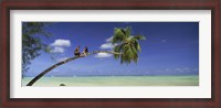 Framed Couple on trunk of a palm tree on the beach, Aitutaki, Cook Islands