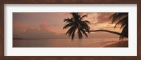 Framed Silhouette of palm trees on the beach at sunrise, Fihalhohi Island, Maldives