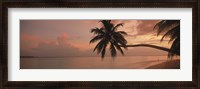 Framed Silhouette of palm trees on the beach at sunrise, Fihalhohi Island, Maldives