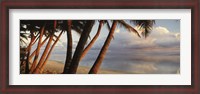 Framed Palm trees on the beach at sunset, Rarotonga, Cook Islands