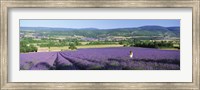 Framed Woman in a field of lavender near Villars in Provence, France
