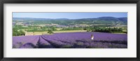 Framed Woman in a field of lavender near Villars in Provence, France