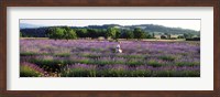 Framed Woman walking with basket through a field of lavender in Provence, France