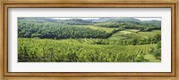 Framed Vineyards in Chianti Region, Tuscany, Italy