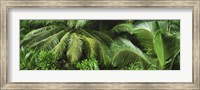 Framed Palm fronds and green vegetation, Seychelles