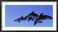 Framed Four Bottle-nosed dolphins (Tursiops truncatus) in flight