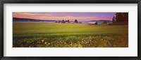 Framed Wildflowers in a field, Finland