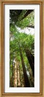 Framed Coast Redwood (Sequoia sempivirens) trees in a forest, California, USA