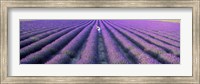 Framed Fields of lavender, Provence-Alpes-Cote d'Azur, France