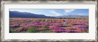 Framed Woman in a Desert Sand Verbena field, Anza Borrego Desert State Park, California, USA